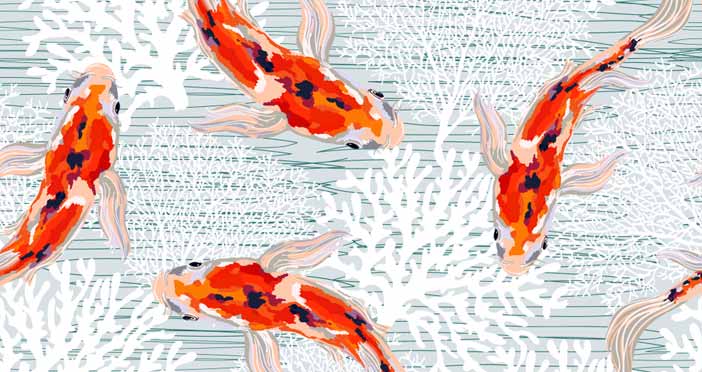 What to Look For When Buying a Koi Fish