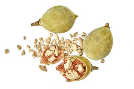 Vitamin C content of baobab fruit