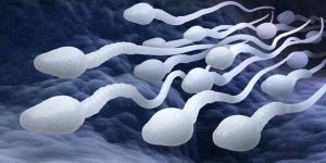 What Things Improve Male Fertility