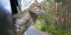 Moving by Car with Your Cat