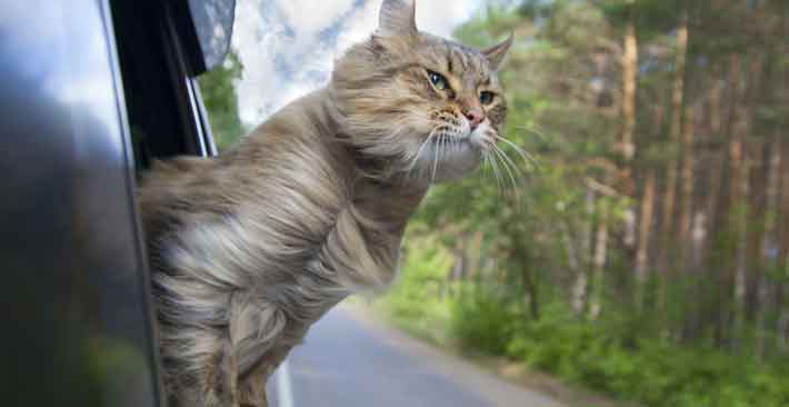 Moving by Car with Your Cat