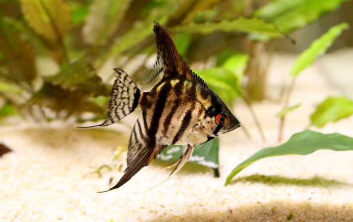 Marble Angelfish Care: Everything You Need to Know